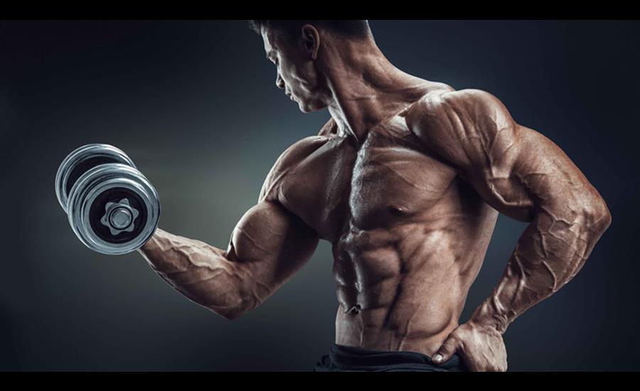 Muscle Development & Biceps